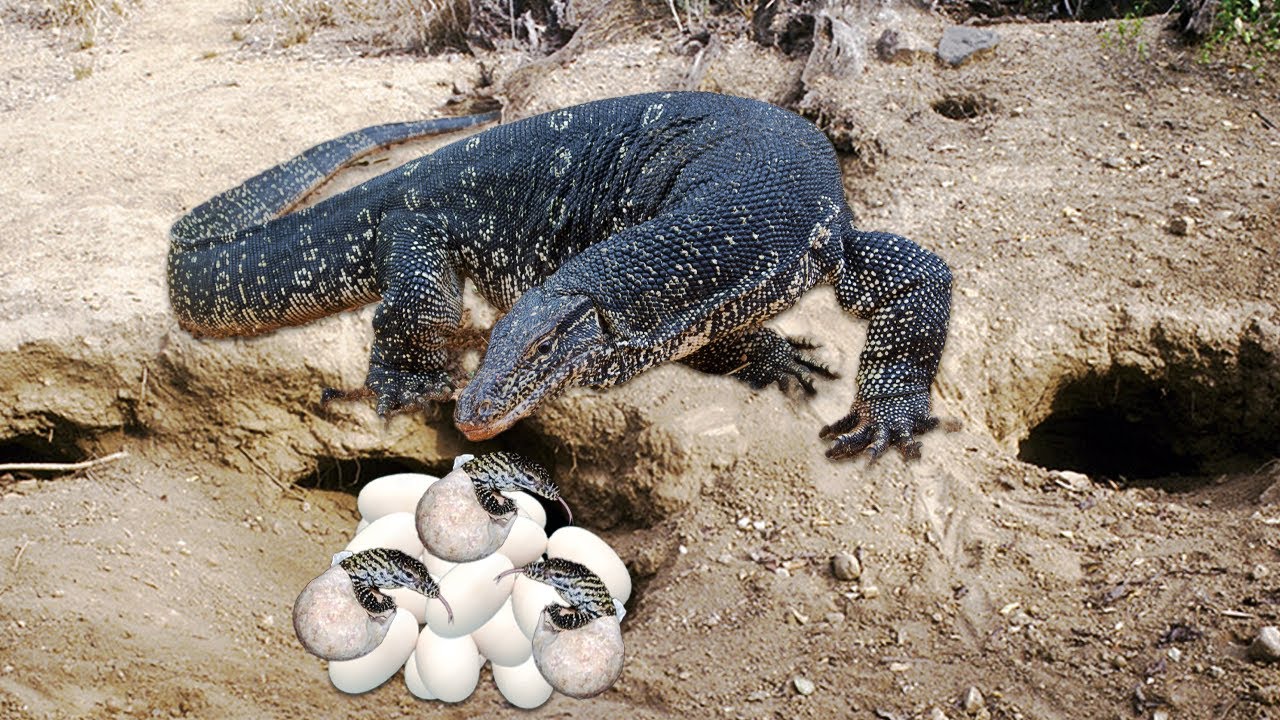 Do Lizards Lay Eggs?